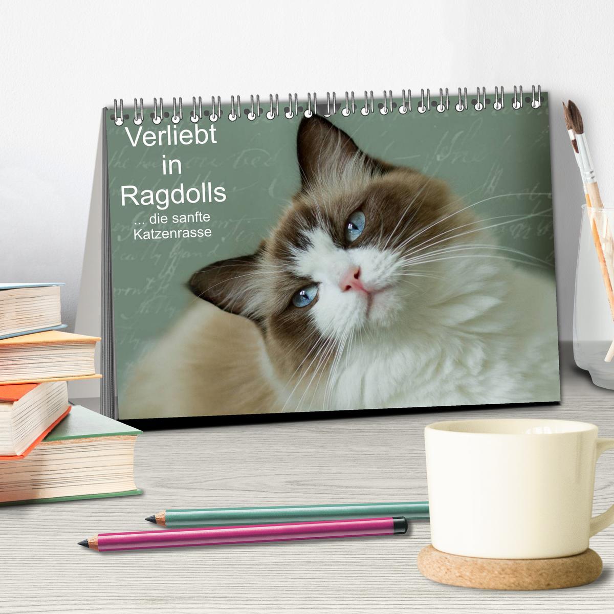 Bild: 9783435490943 | Verliebt in Ragdolls ... die sanfte Katzenrasse (Tischkalender 2025...