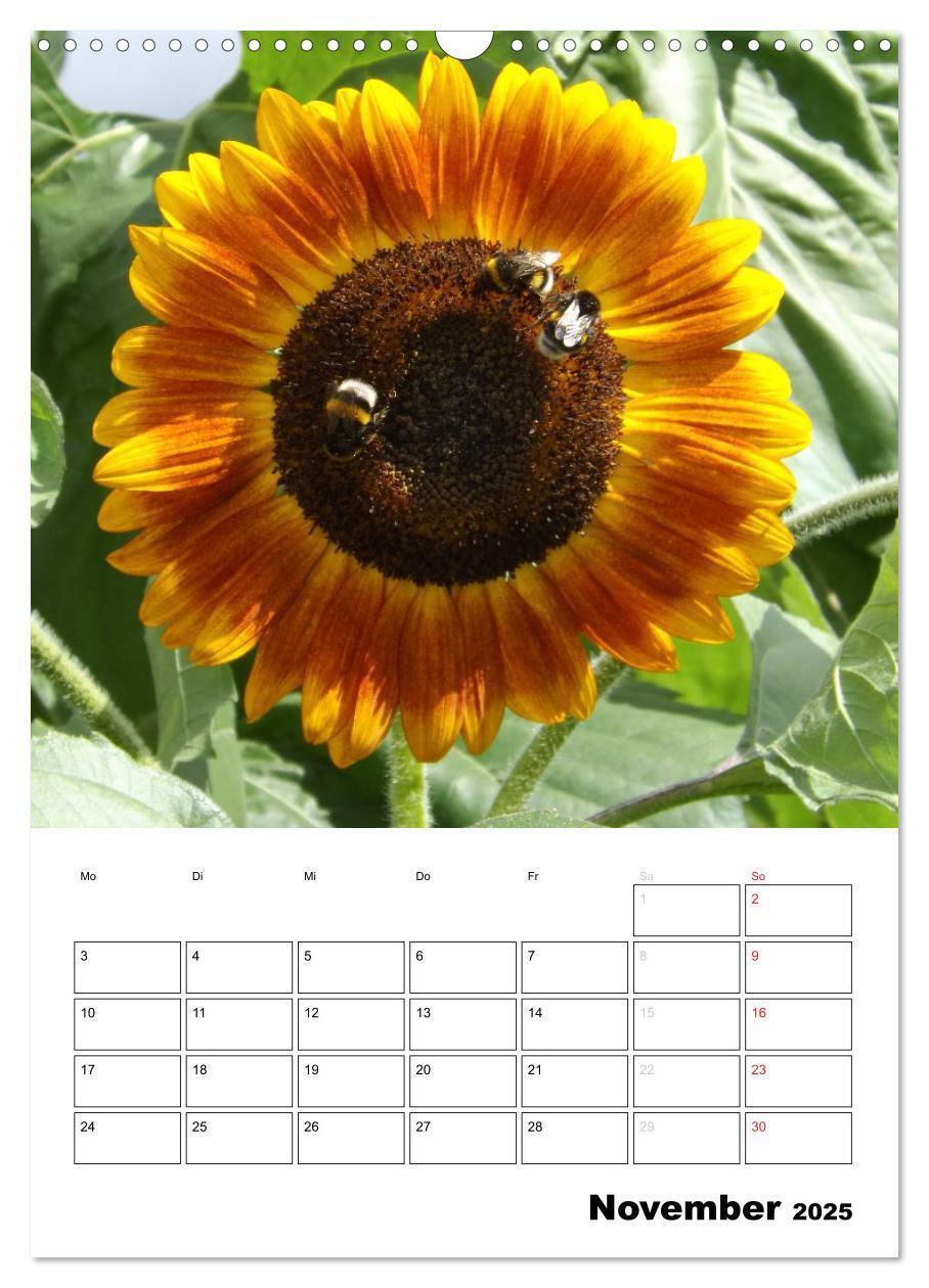 Bild: 9783457004616 | Strahlende Sonnenblumen (Wandkalender 2025 DIN A3 hoch), CALVENDO...