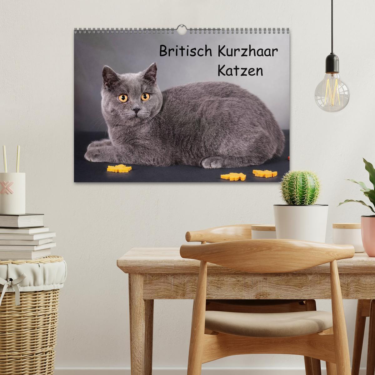 Bild: 9783435833597 | Britisch Kurzhaar Katzen (Wandkalender 2025 DIN A3 quer), CALVENDO...