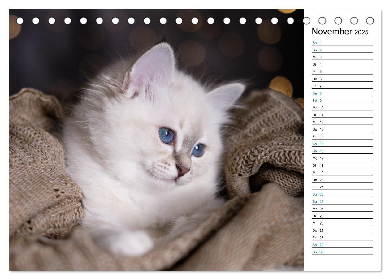 Bild: 9783383959745 | Heilige Birma Kitten mit Planer (Tischkalender 2025 DIN A5 quer),...