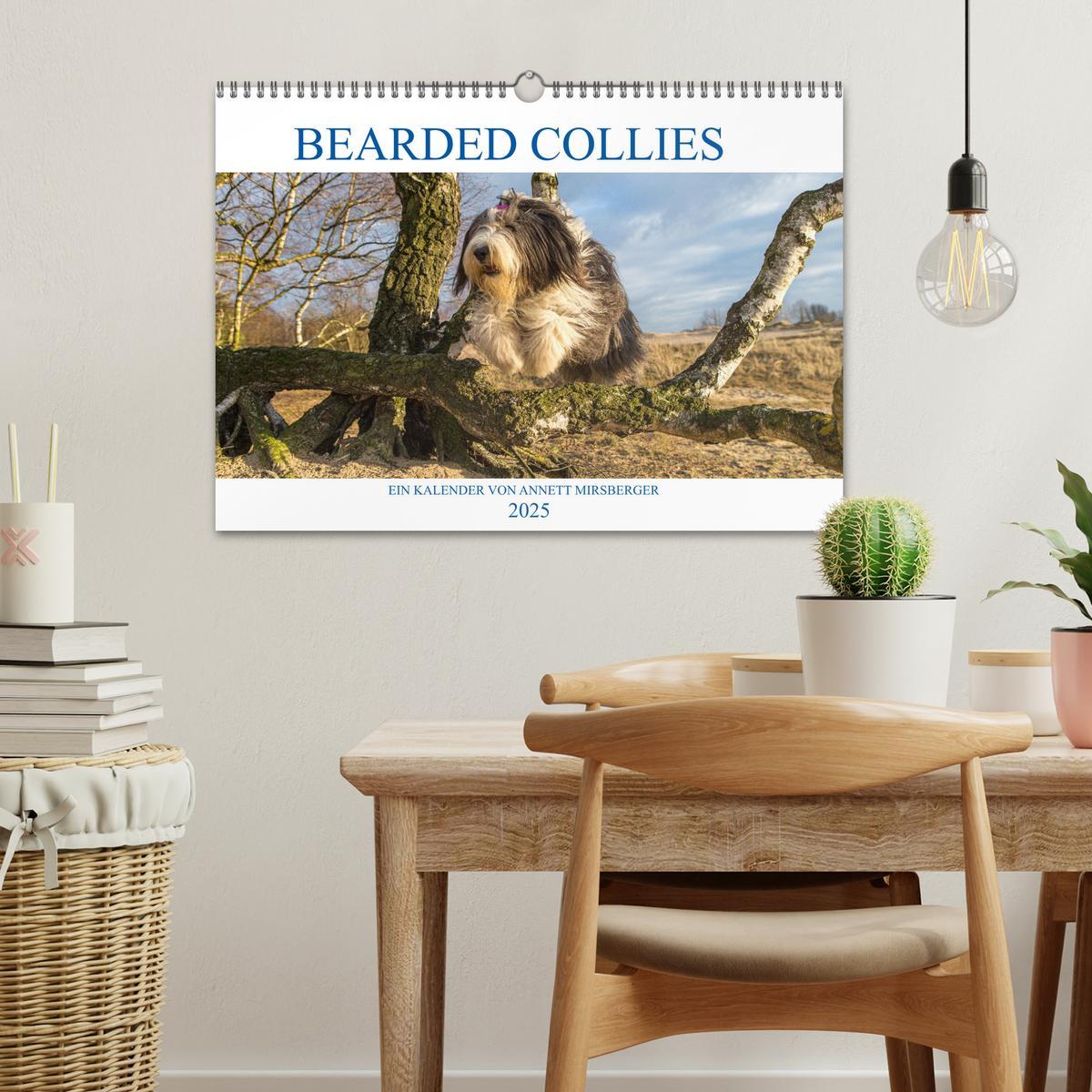 Bild: 9783435426904 | BEARDED COLLIES 2025 (Wandkalender 2025 DIN A3 quer), CALVENDO...