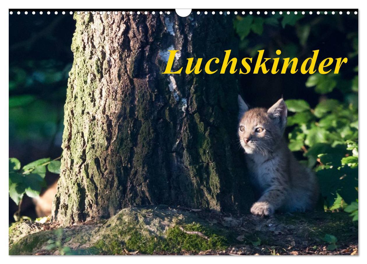 Cover: 9783435502721 | Luchskinder (Wandkalender 2025 DIN A3 quer), CALVENDO Monatskalender