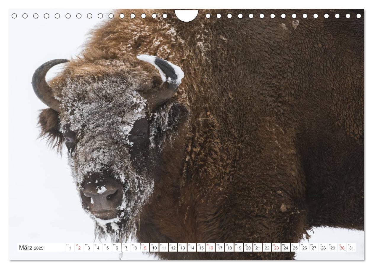 Bild: 9783435616510 | Emotionale Momente: Der Wisent. (Wandkalender 2025 DIN A4 quer),...