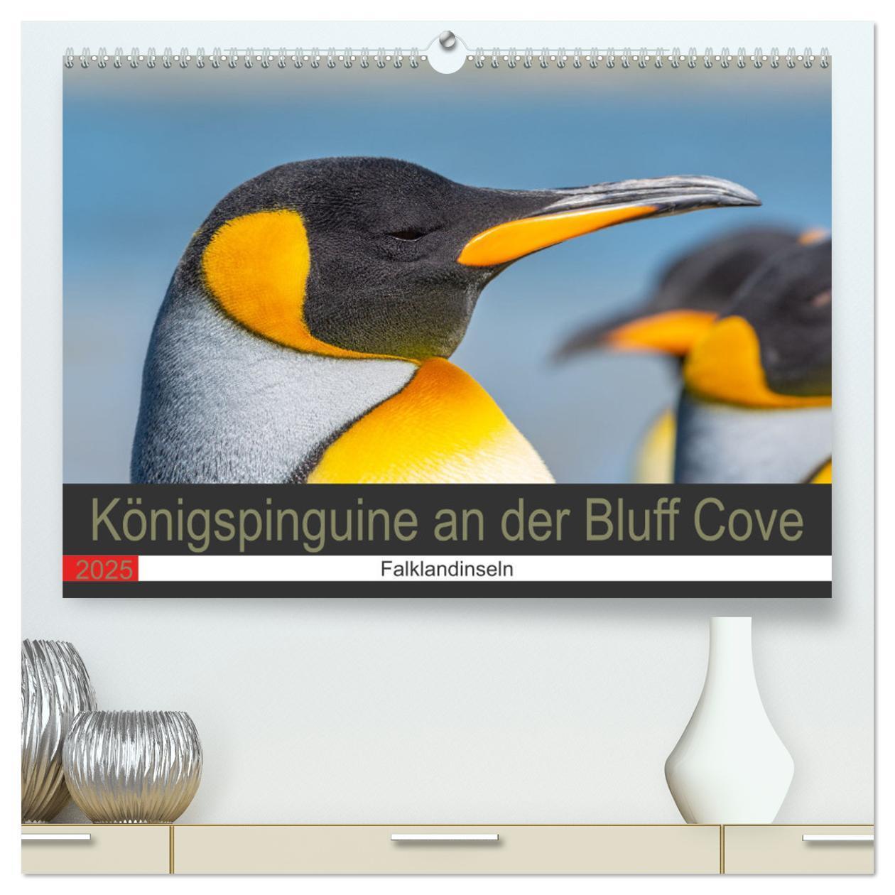 Cover: 9783435077793 | Königspinguine an der Bluff Cove (hochwertiger Premium Wandkalender...