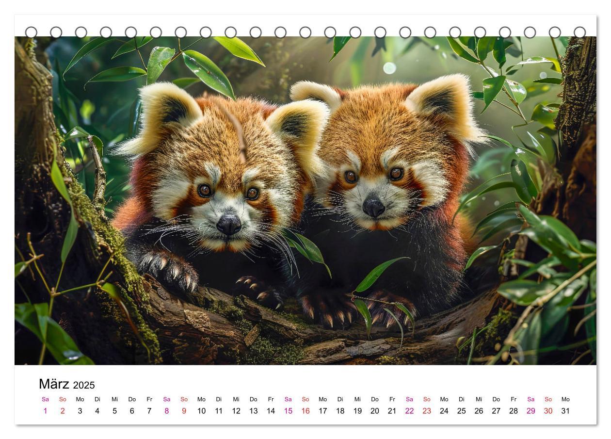 Bild: 9783457137208 | Der Rote Panda (Tischkalender 2025 DIN A5 quer), CALVENDO...