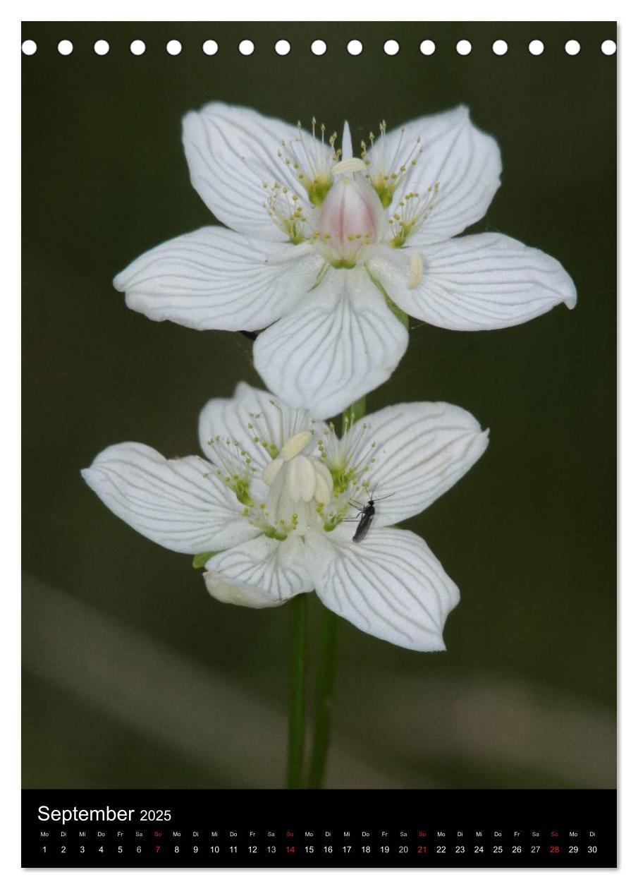 Bild: 9783457063743 | Seltene Wildblumen (Tischkalender 2025 DIN A5 hoch), CALVENDO...