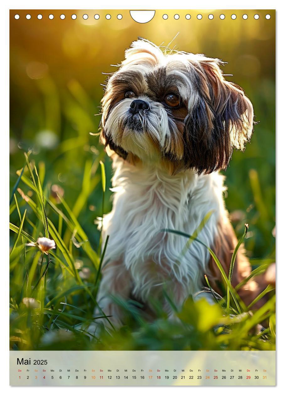 Bild: 9783383765315 | Shih Tzu - immer im Mittelpunkt (Wandkalender 2025 DIN A4 hoch),...