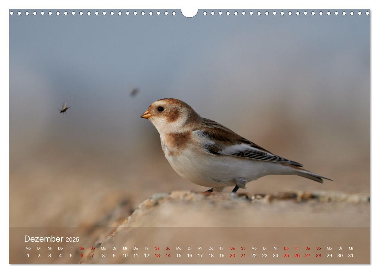 Bild: 9783435020676 | Vögel an Deutschlands Küsten (Wandkalender 2025 DIN A3 quer),...