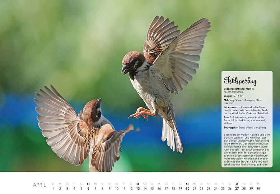 Bild: 9783966648370 | Unsere Gartenvögel Kalender 2025 | Kalender | Spiralbindung | 14 S.