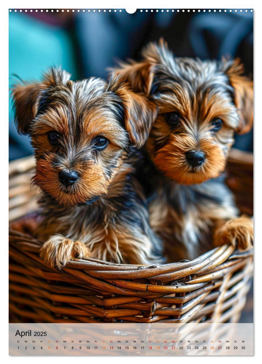 Bild: 9783383771736 | Yorkshire Terrier - ein Hund mit starkem Charakter (Wandkalender...