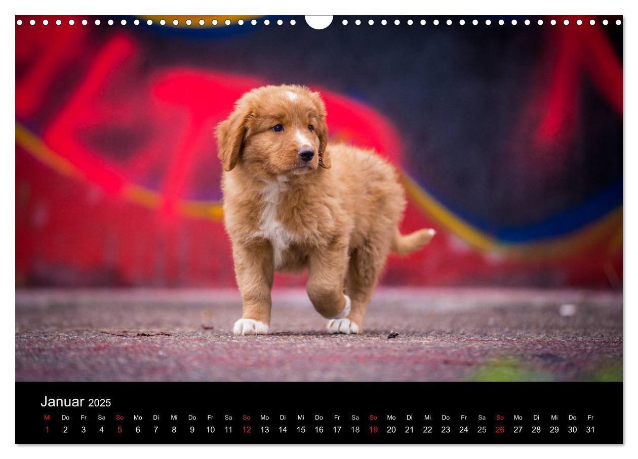 Bild: 9783435629213 | Toller - Nova Scotia Duck Tolling Retriever (Wandkalender 2025 DIN...