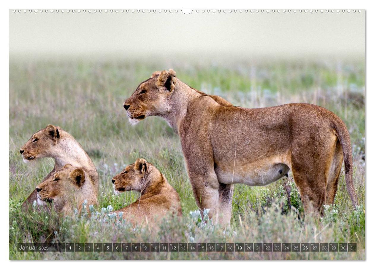 Bild: 9783435715558 | Namibia - Die Tierwelt (Wandkalender 2025 DIN A2 quer), CALVENDO...