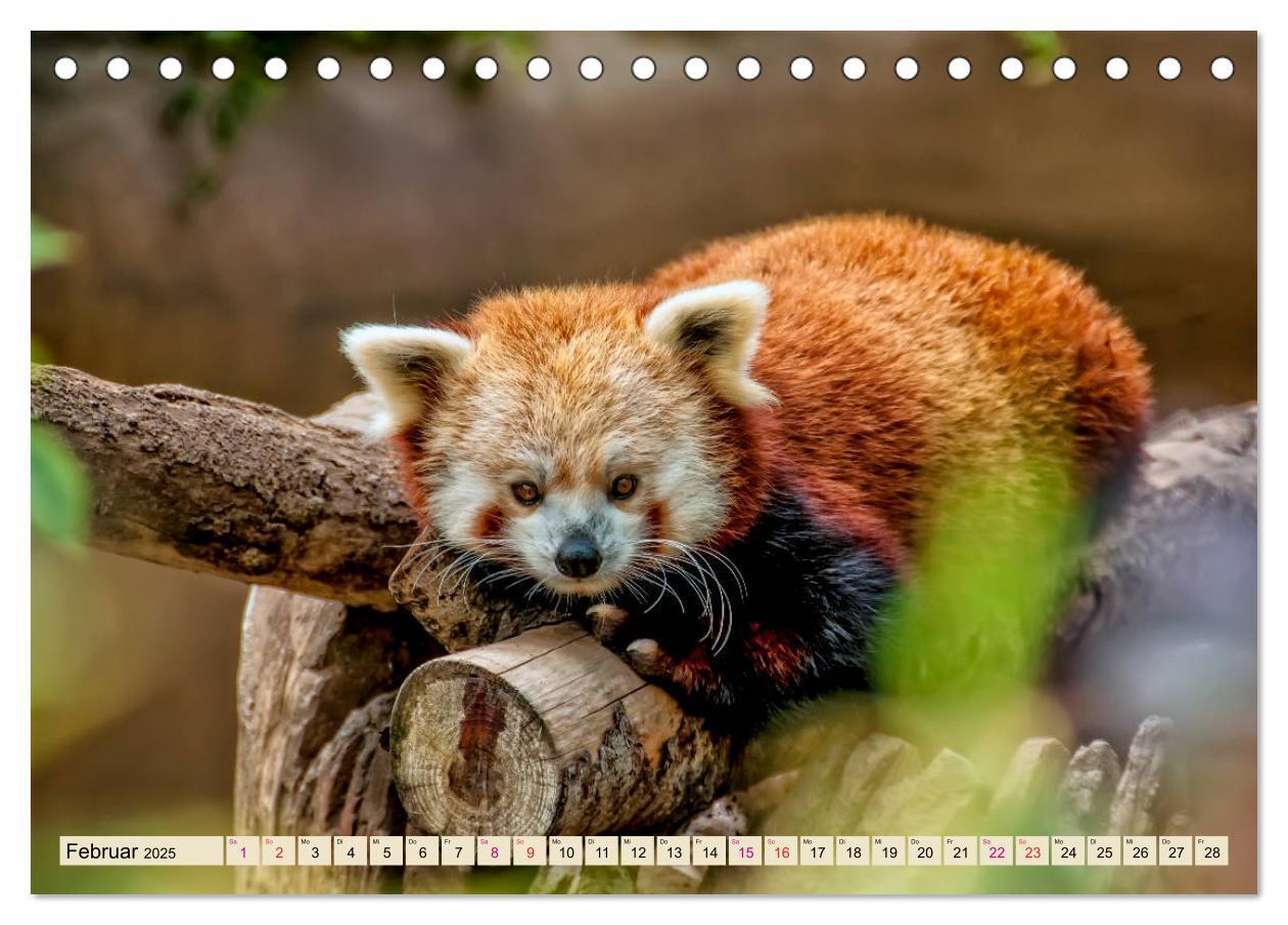 Bild: 9783435436101 | Kleiner Panda (Tischkalender 2025 DIN A5 quer), CALVENDO...