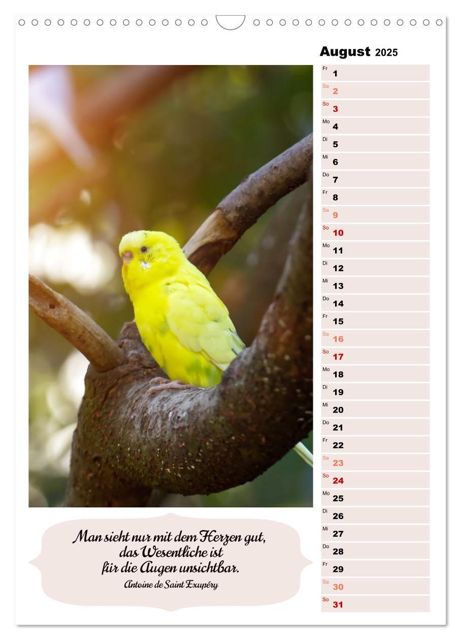 Bild: 9783435890620 | Niedliche Wellensittiche (Wandkalender 2025 DIN A3 hoch), CALVENDO...