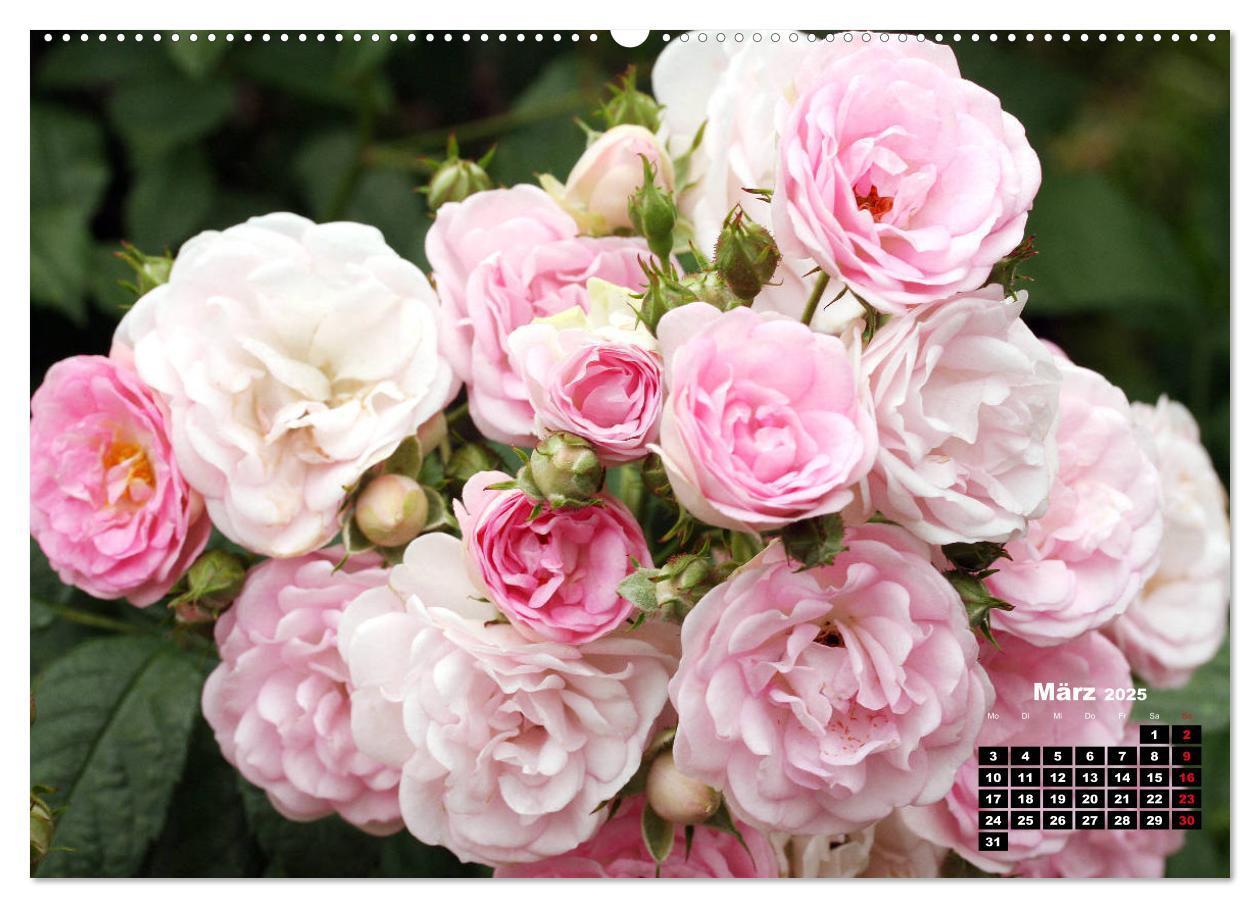 Bild: 9783435234356 | Magie der Rosen (Wandkalender 2025 DIN A2 quer), CALVENDO...