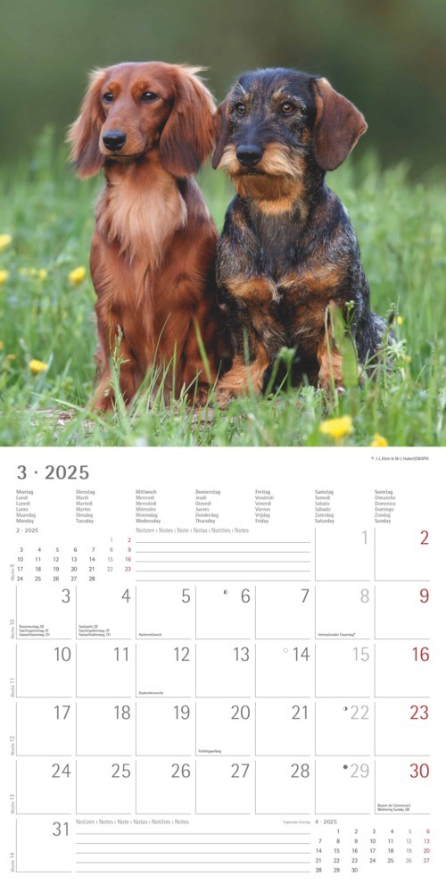 Bild: 4251732343033 | Alpha Edition - Dackel 2025 Broschürenkalender, 30x30cm,...