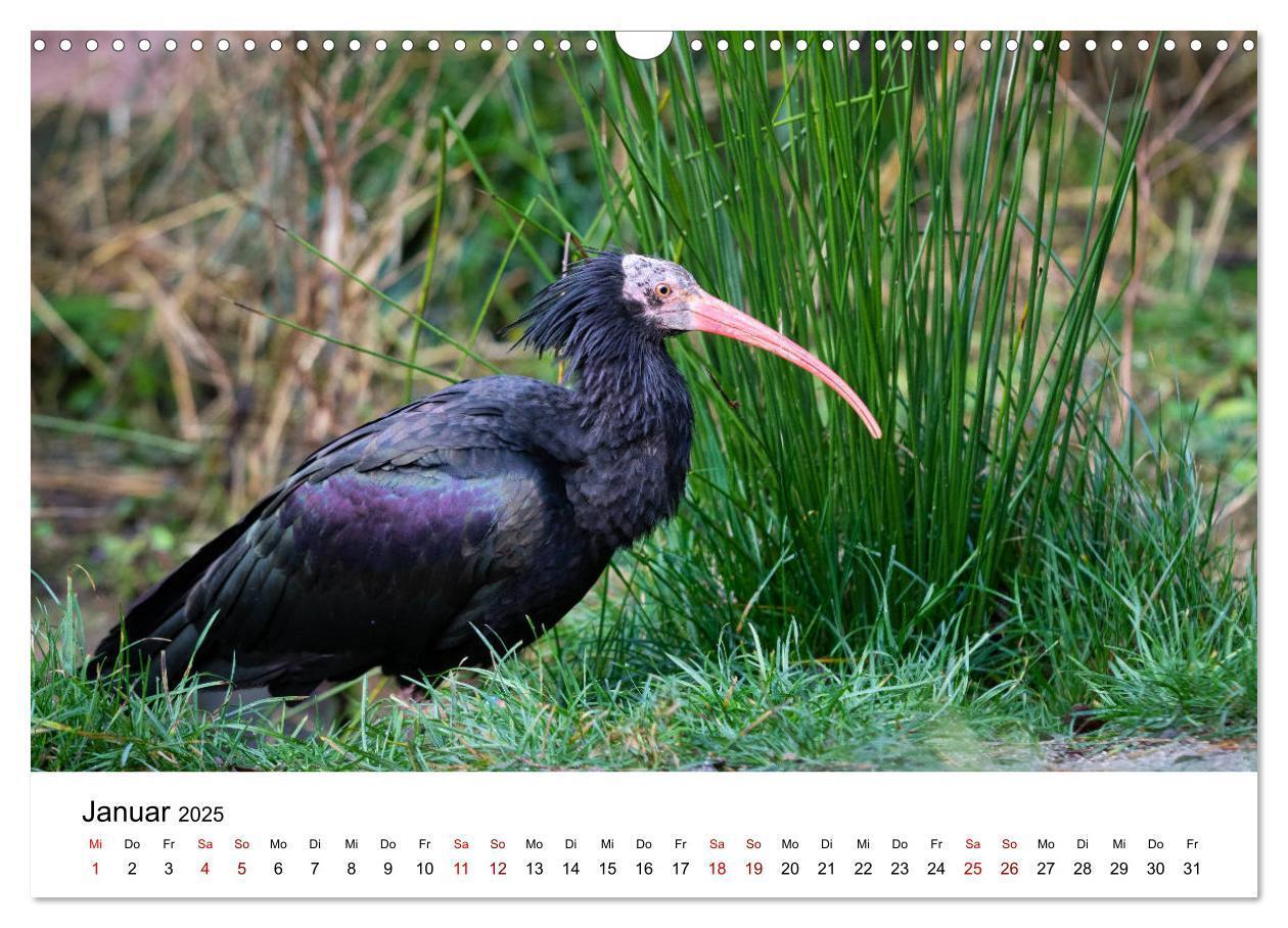 Bild: 9783435136421 | Der Waldrapp - Ein skurriler Vogel (Wandkalender 2025 DIN A3 quer),...