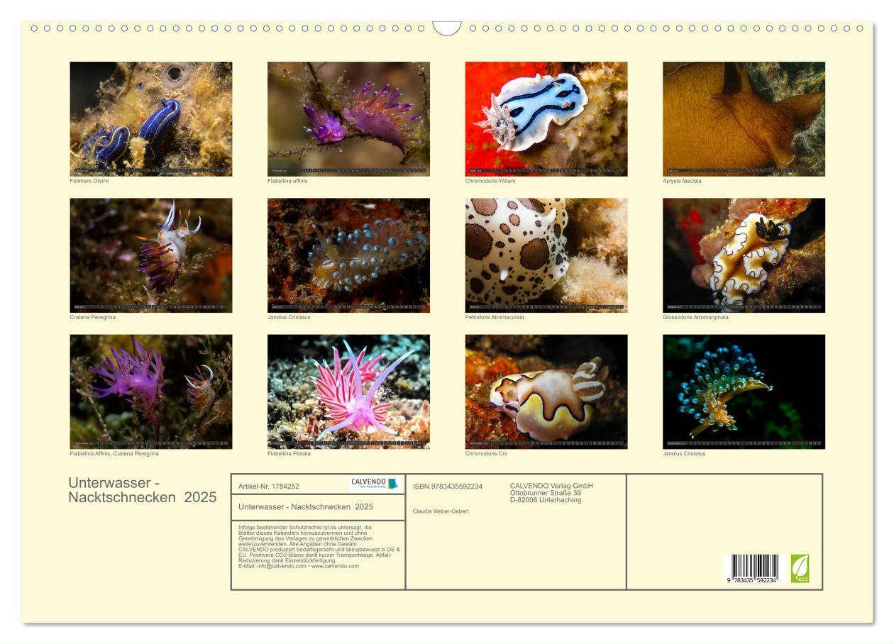 Bild: 9783435592234 | Unterwasser - Nacktschnecken 2025 (Wandkalender 2025 DIN A2 quer),...