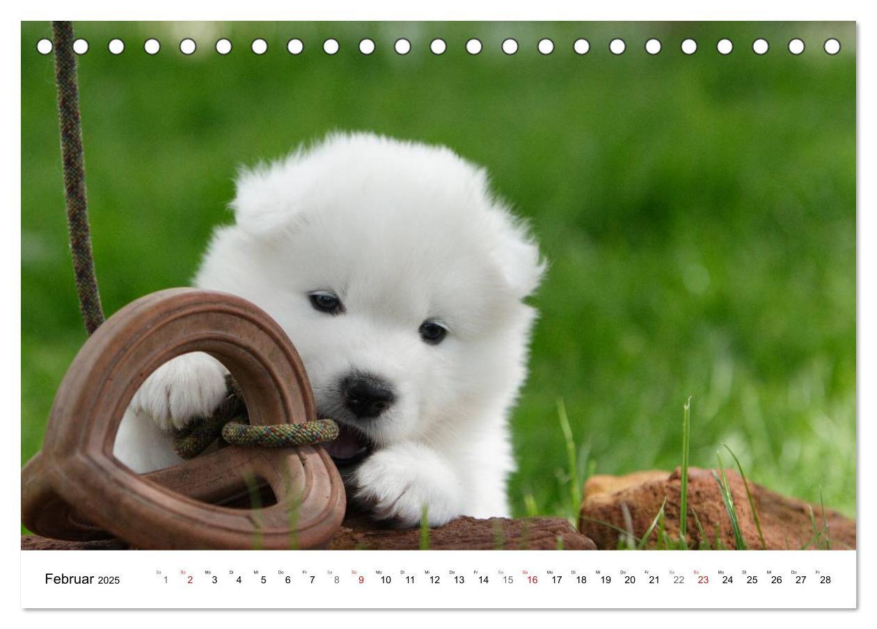 Bild: 9783435718276 | Samojeden Welpen (Tischkalender 2025 DIN A5 quer), CALVENDO...