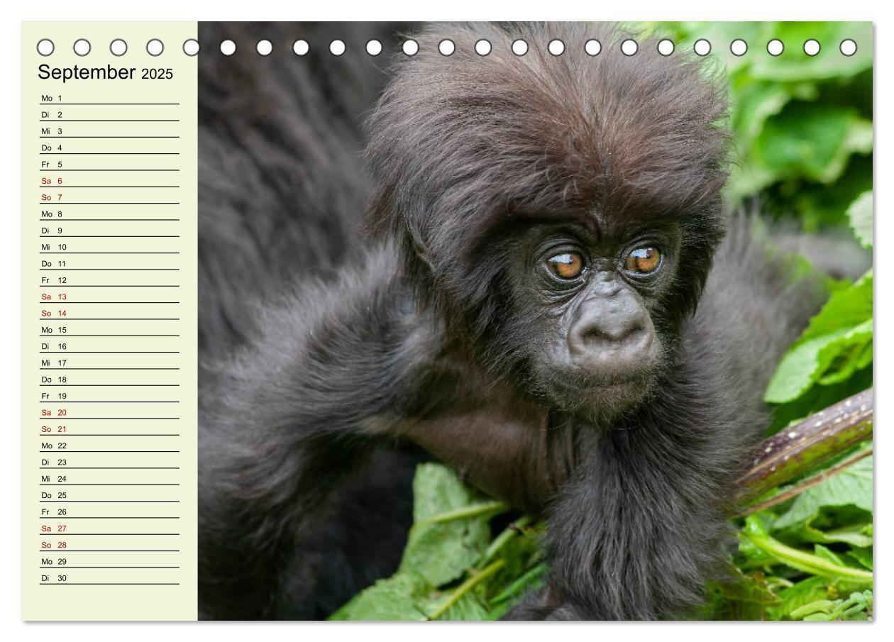 Bild: 9783435118489 | Berggorillas im Herzen Afrikas (Tischkalender 2025 DIN A5 quer),...