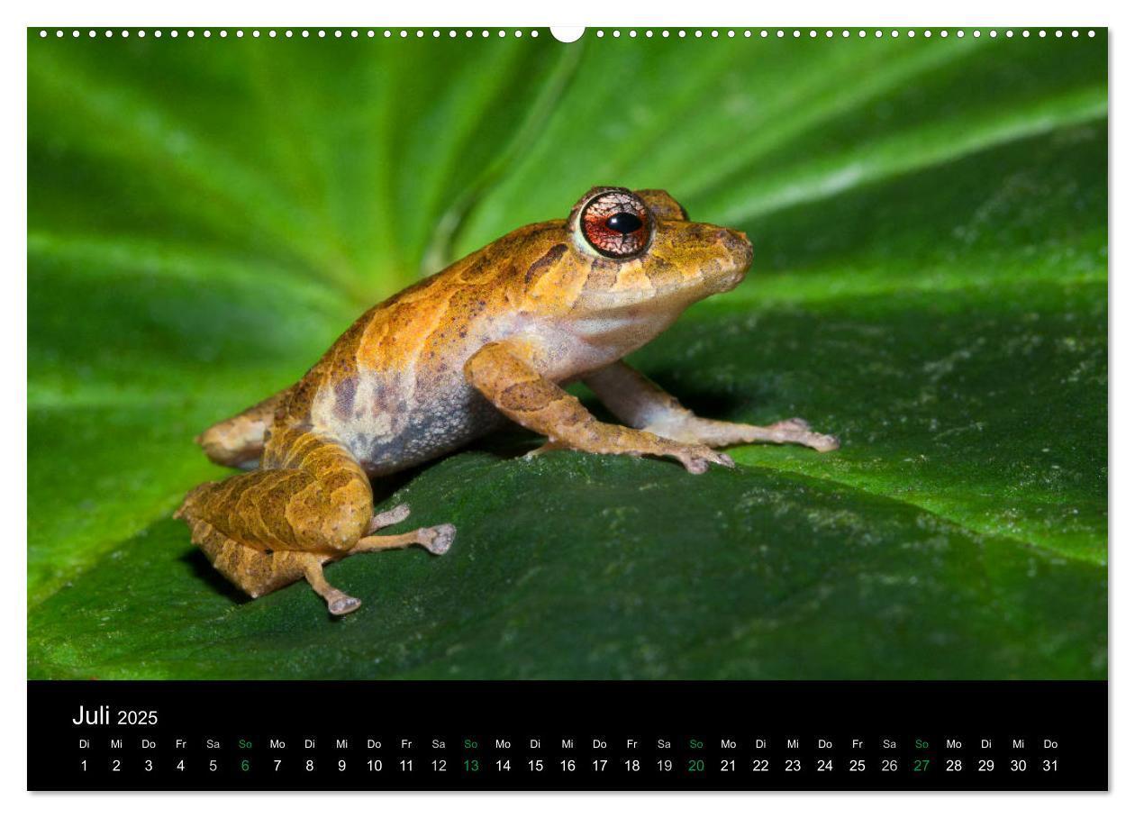 Bild: 9783435490752 | Costa Rica - Faszination Frösche (Wandkalender 2025 DIN A2 quer),...