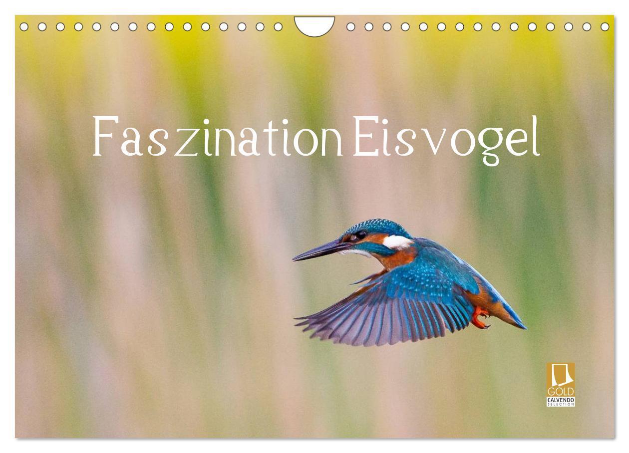 Cover: 9783435504077 | Faszination Eisvogel (Wandkalender 2025 DIN A4 quer), CALVENDO...