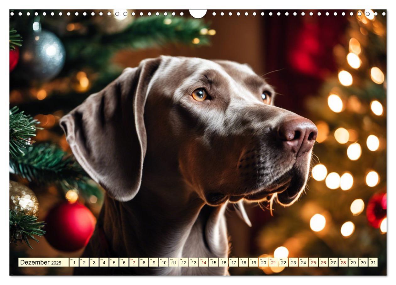 Bild: 9783435979288 | Weimaraner - der ideale Jagdbegleiter (Wandkalender 2025 DIN A3...