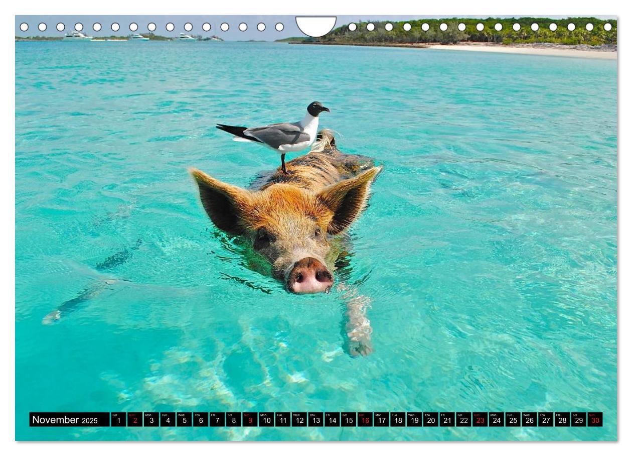 Bild: 9781325994007 | The Swimming Pigs of Bahamas (Wall Calendar 2025 DIN A4 landscape),...