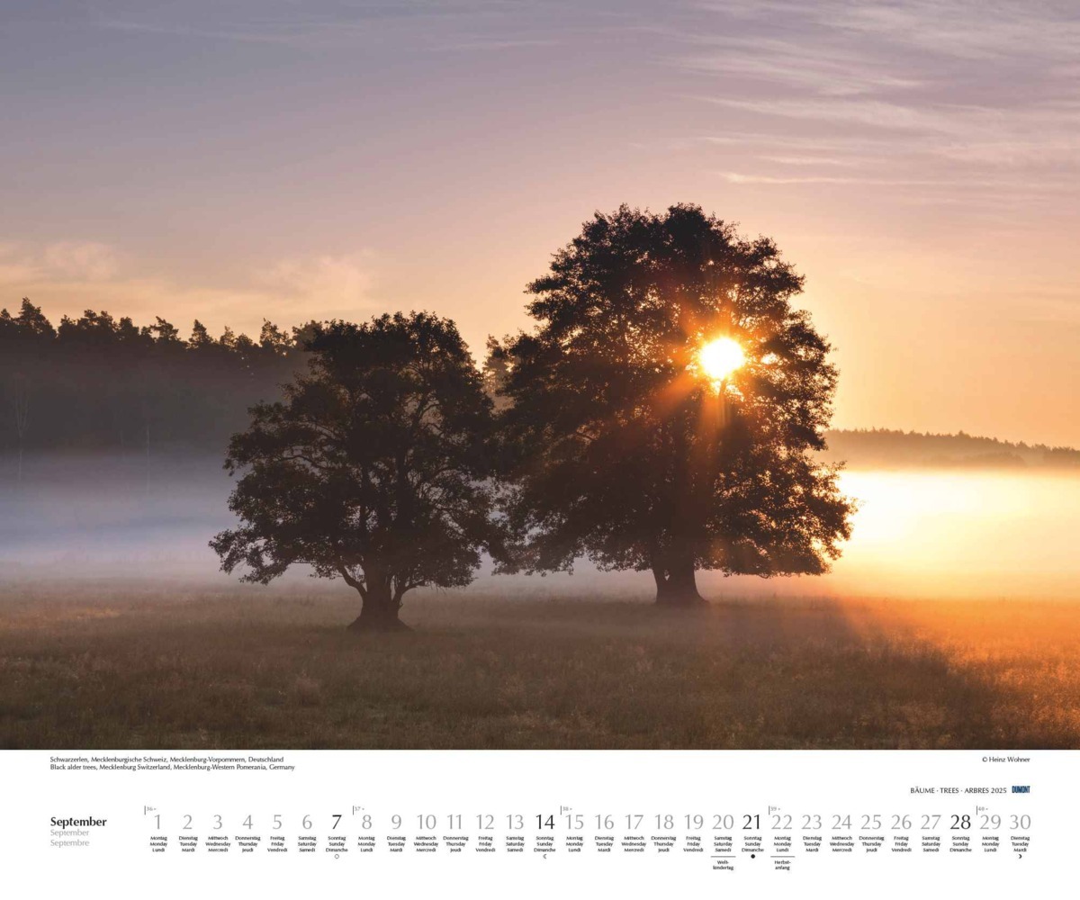 Bild: 4250809652733 | DUMONT - Bäume 2025 Wandkalender, 60x50cm, Fotokunst-Kalender mit...