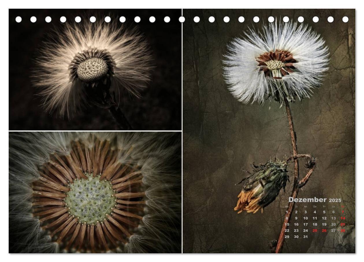 Bild: 9783435611355 | Blumenreise 2025 (Tischkalender 2025 DIN A5 quer), CALVENDO...