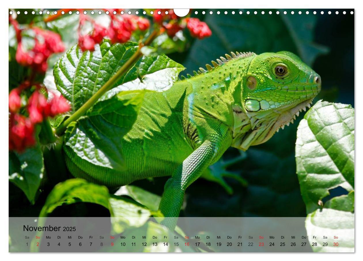 Bild: 9783435625352 | Reptilien Schlangen, Echsen und Co. (Wandkalender 2025 DIN A3...