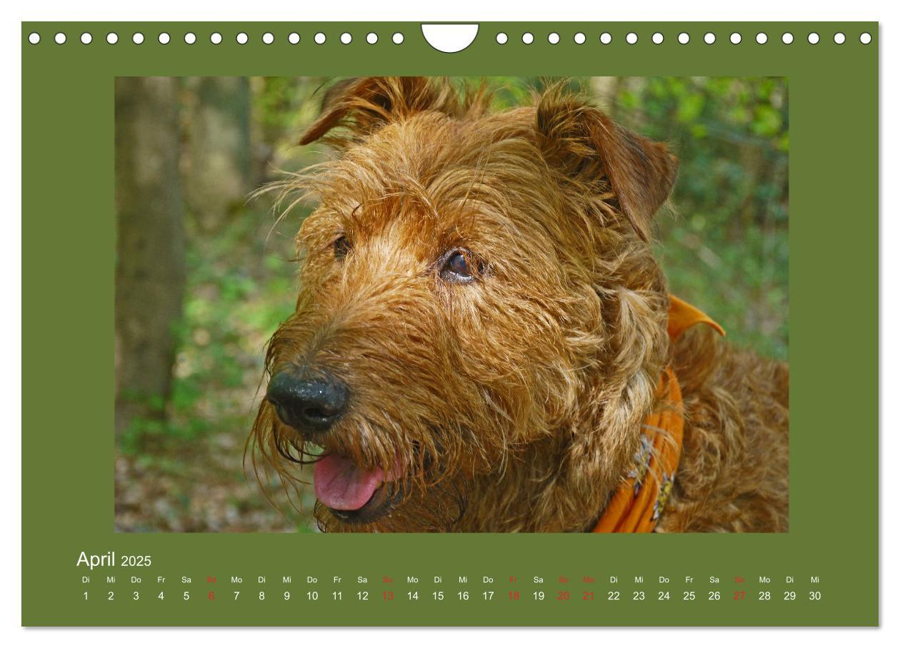 Bild: 9783435286973 | Kelly, der Irish Terrier - innen und außen aus Gold (Wandkalender...