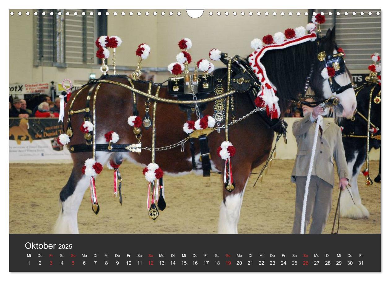 Bild: 9783435761708 | Shire Horse ¿ Prunkvolle Giganten (Wandkalender 2025 DIN A3 quer),...