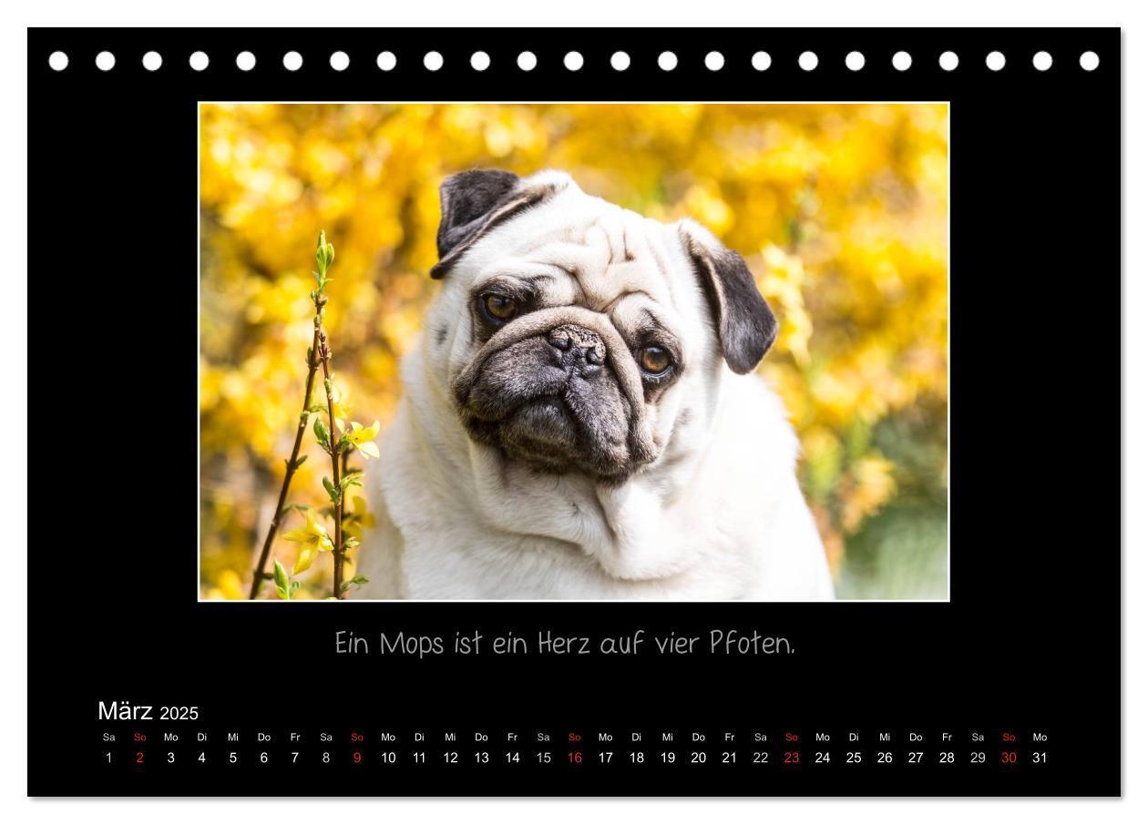 Bild: 9783435702619 | Möpse 2025 (Tischkalender 2025 DIN A5 quer), CALVENDO Monatskalender