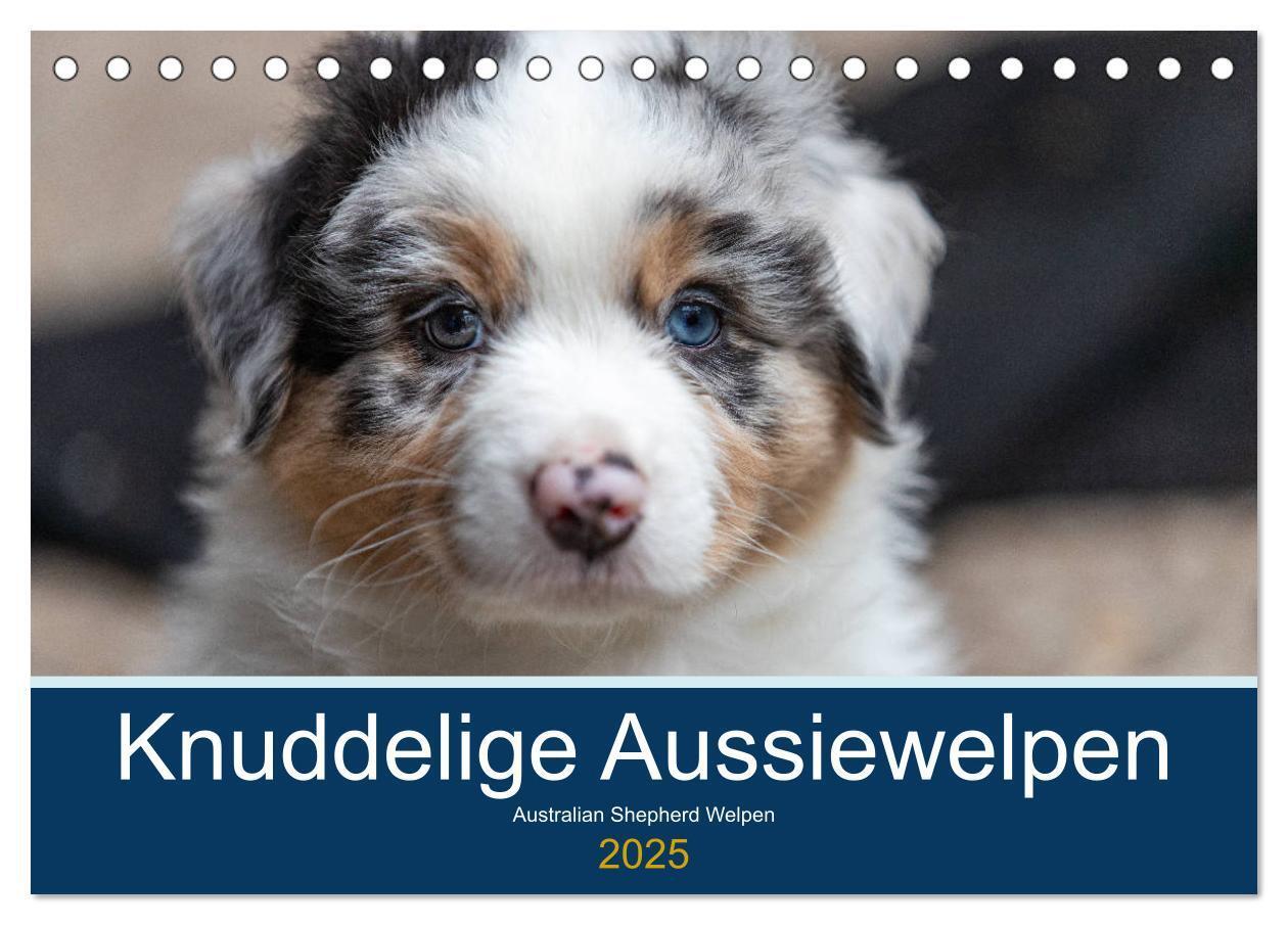 Cover: 9783435150335 | Australian Shepherd Welpen 2025 (Tischkalender 2025 DIN A5 quer),...