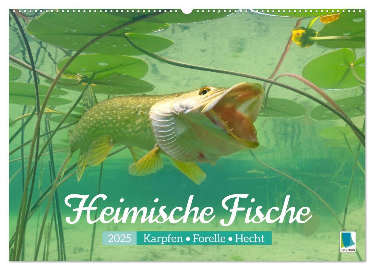 Cover: 9783457180556 | Heimische Fische: Karpfen, Forelle, Hecht (Wandkalender 2025 DIN A2...