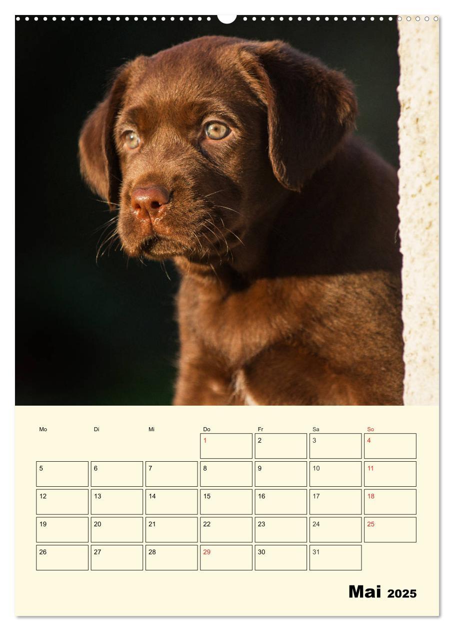 Bild: 9783435957675 | Familienplaner - Labrador Welpen entdecken die Welt (Wandkalender...