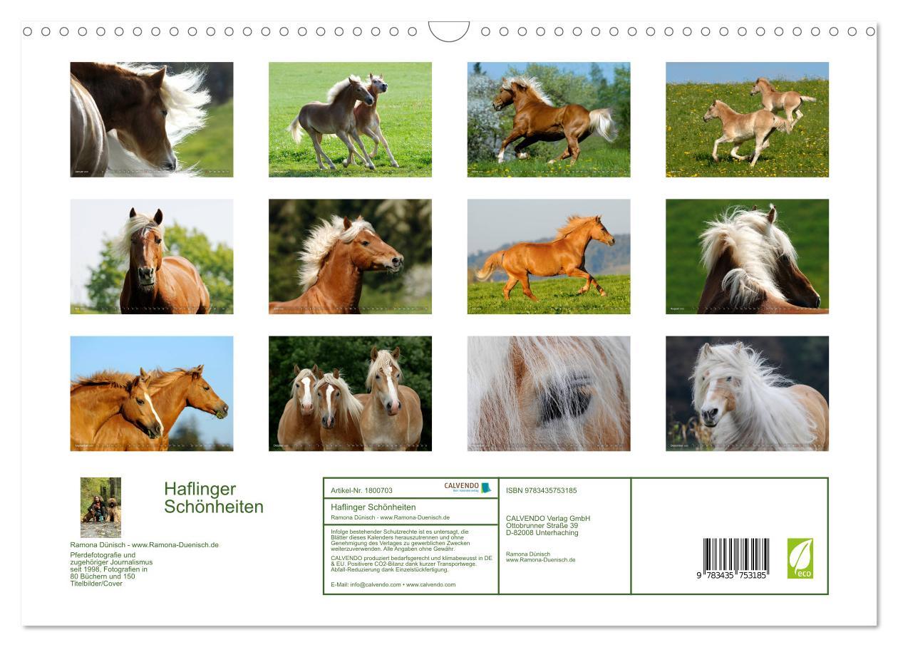 Bild: 9783435753185 | Haflinger Schönheiten (Wandkalender 2025 DIN A3 quer), CALVENDO...