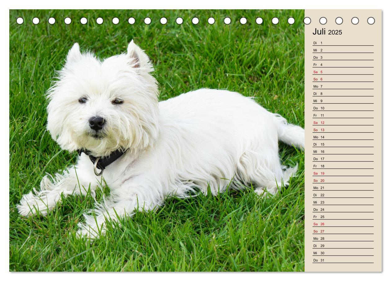 Bild: 9783383906770 | WEST HIGHLAND WHITE TERRIER - DER WESTIE - EIN HUND MIT CHARISMA...