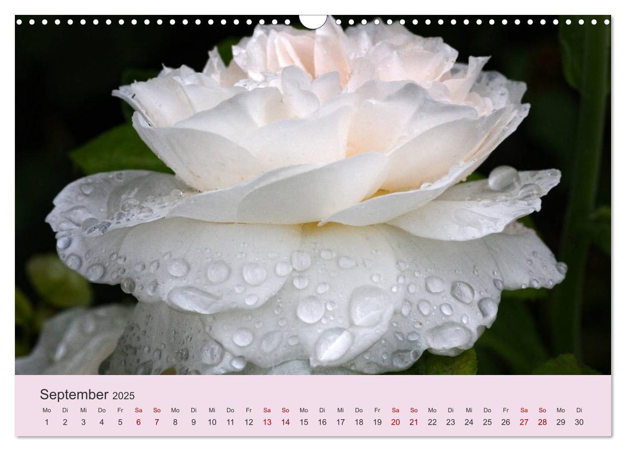 Bild: 9783435453221 | Rosen Reigen im Garten (Wandkalender 2025 DIN A3 quer), CALVENDO...