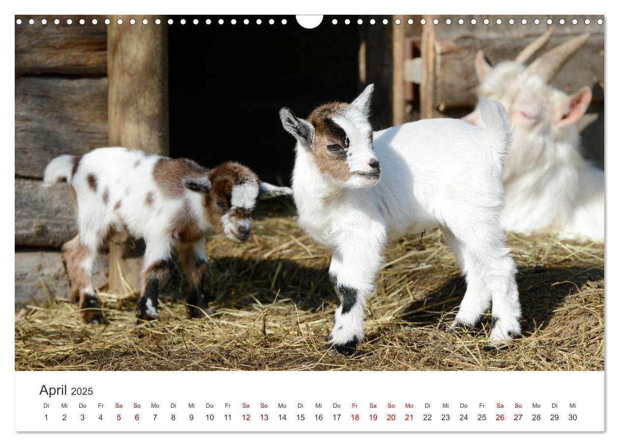 Bild: 9783435053643 | Ziegenkinder (Wandkalender 2025 DIN A3 quer), CALVENDO Monatskalender