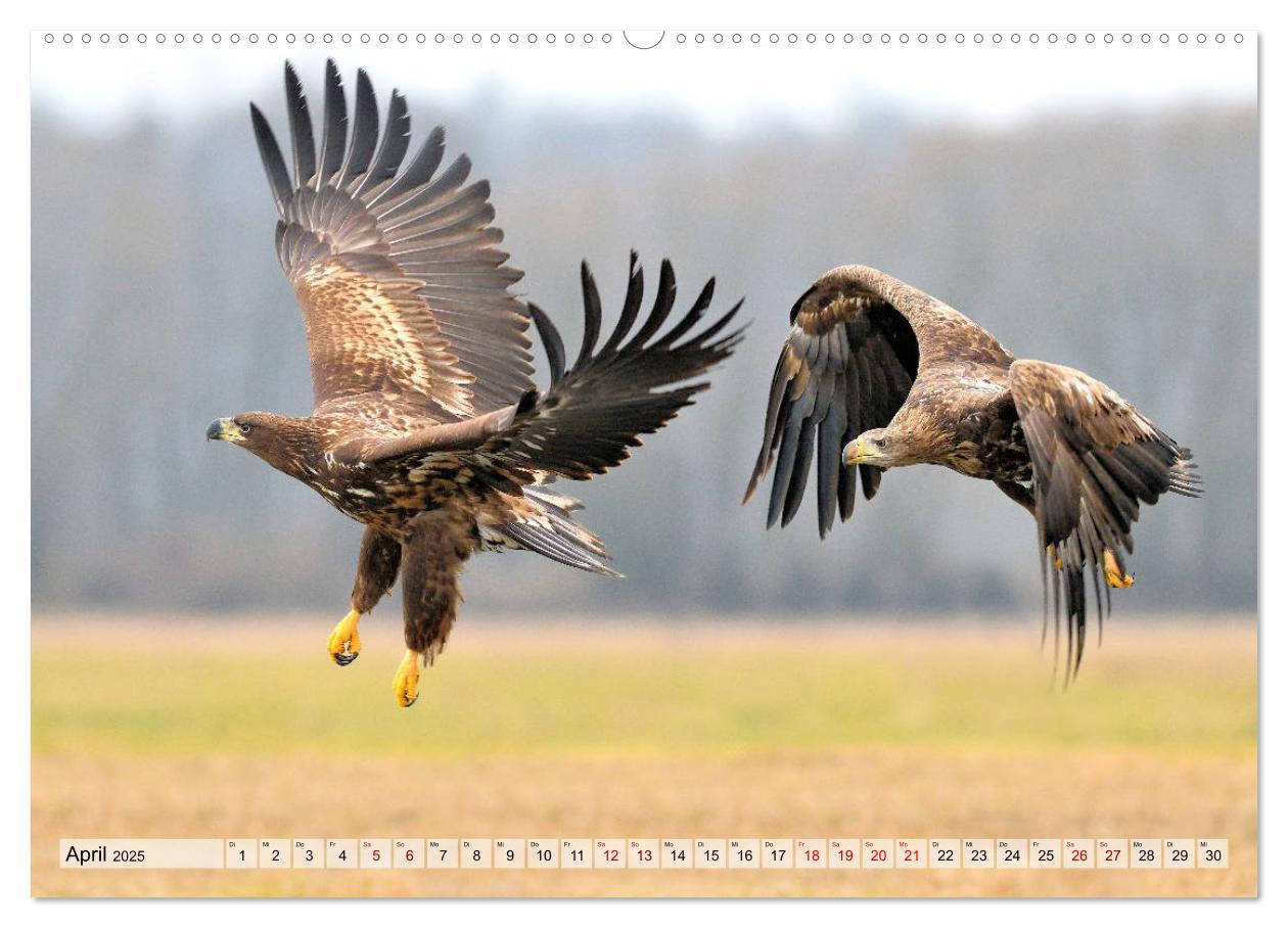 Bild: 9783435230105 | Majestätische Seeadler (Wandkalender 2025 DIN A2 quer), CALVENDO...