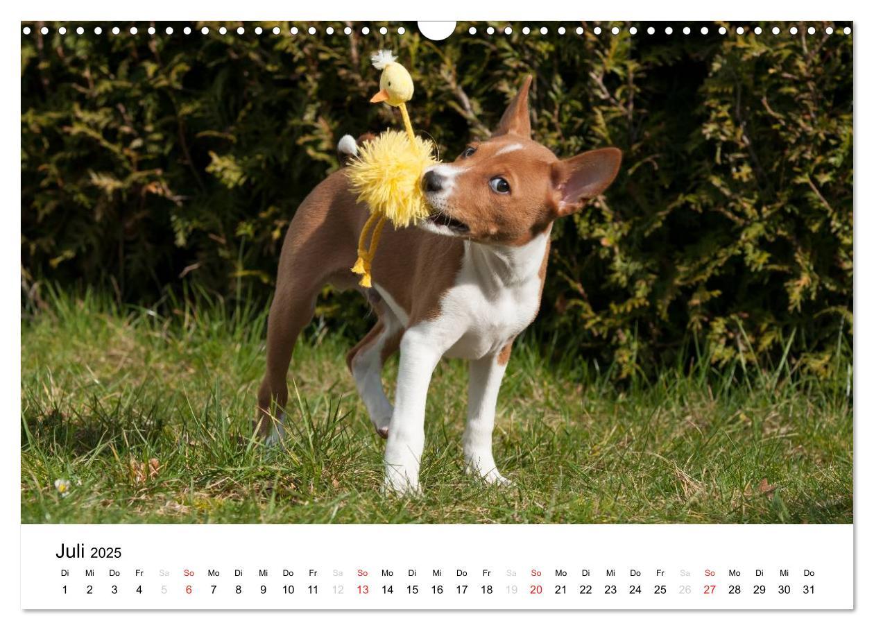 Bild: 9783435464982 | Allerliebste Basenji Welpen 2025 (Wandkalender 2025 DIN A3 quer),...