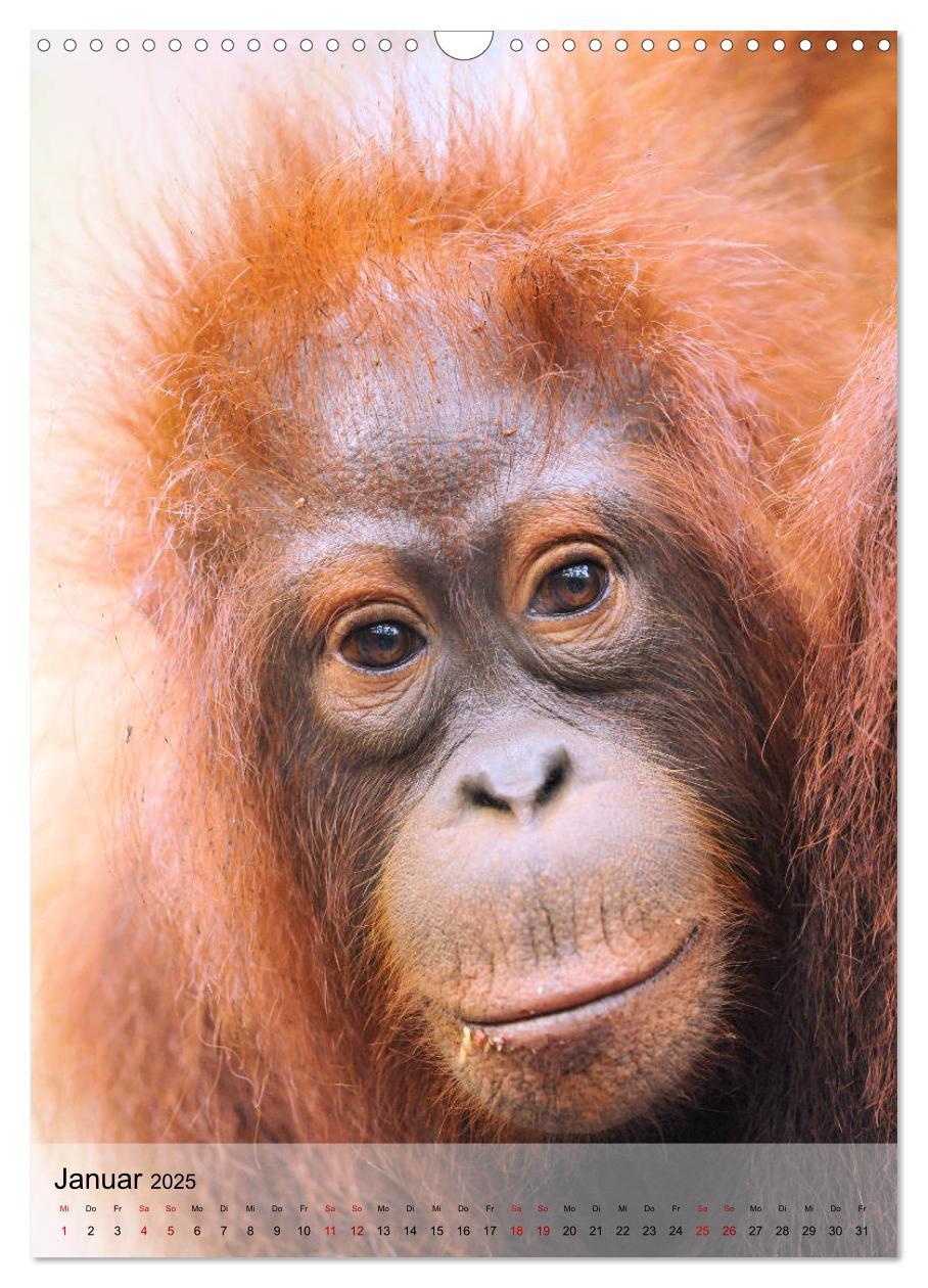 Bild: 9783435965205 | Orang Utans aus Borneo (Wandkalender 2025 DIN A3 hoch), CALVENDO...