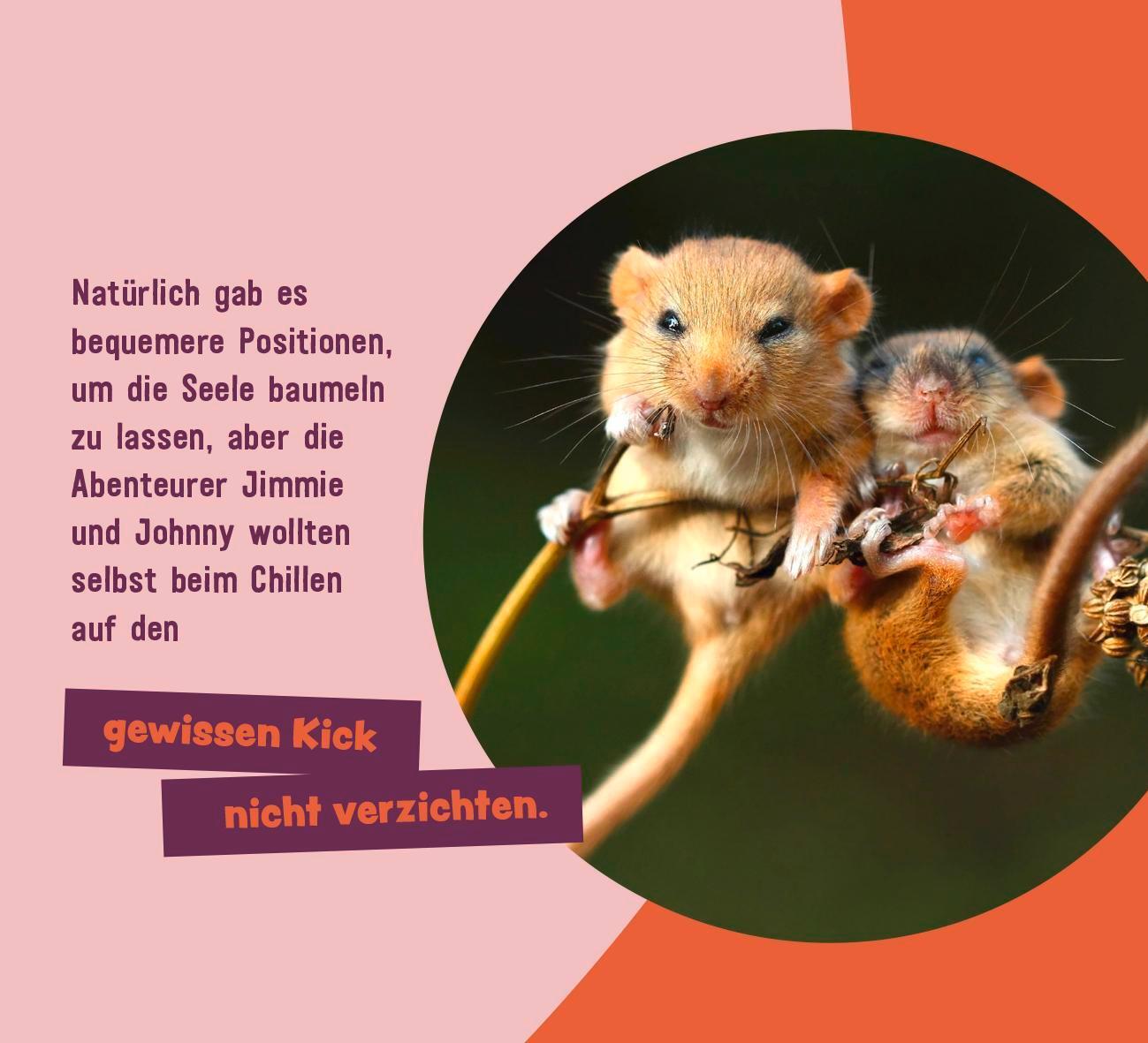 Bild: 9783848502813 | Tierisch gechillt! | Paulus Vennebusch | Taschenbuch | Spiralbindung