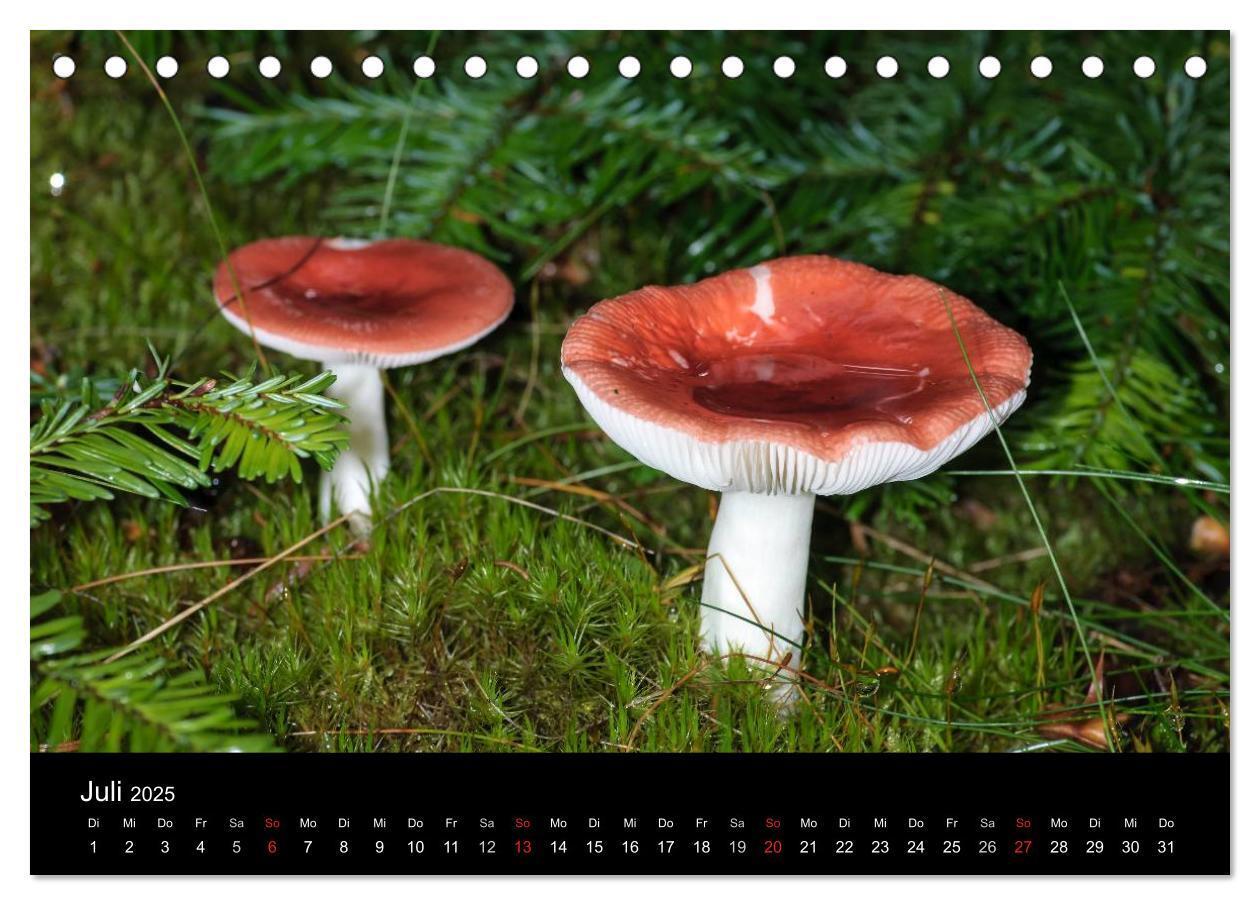 Bild: 9783435641314 | Pilze in Wald und Flur (Tischkalender 2025 DIN A5 quer), CALVENDO...