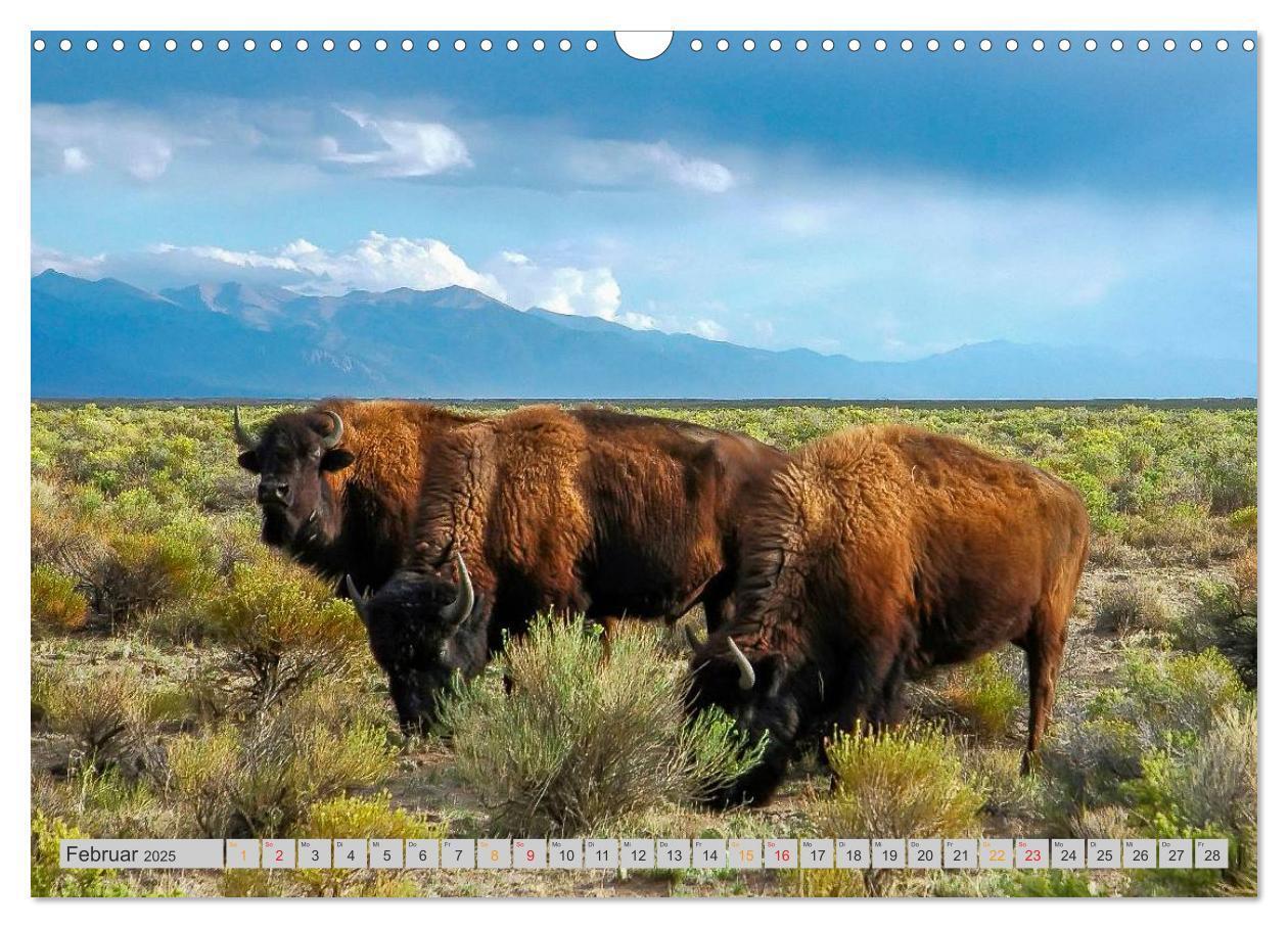 Bild: 9783435580149 | Bison und Wisent - Riesen mit unbändiger Kraft (Wandkalender 2025...