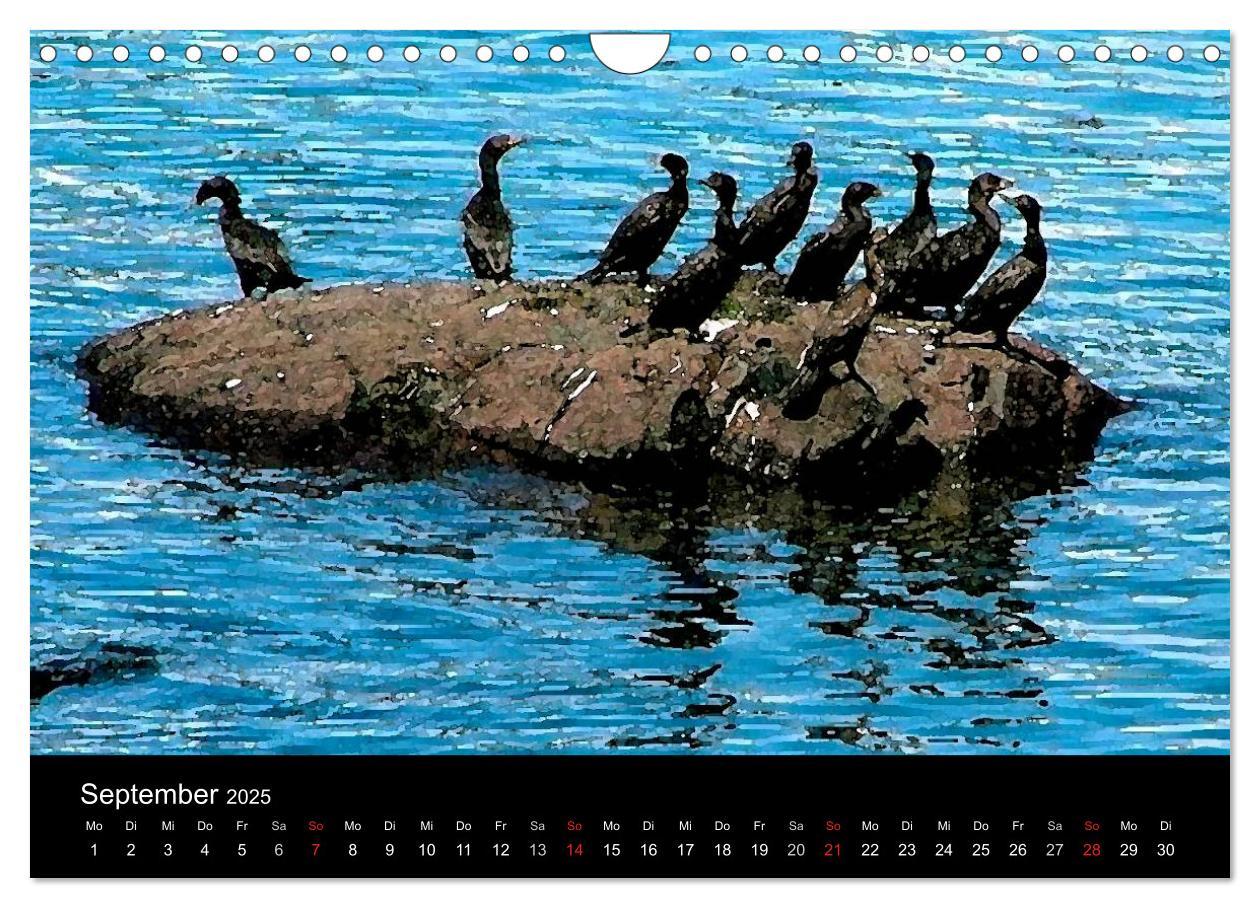 Bild: 9783435804122 | Neufundland entdecken (Wandkalender 2025 DIN A4 quer), CALVENDO...