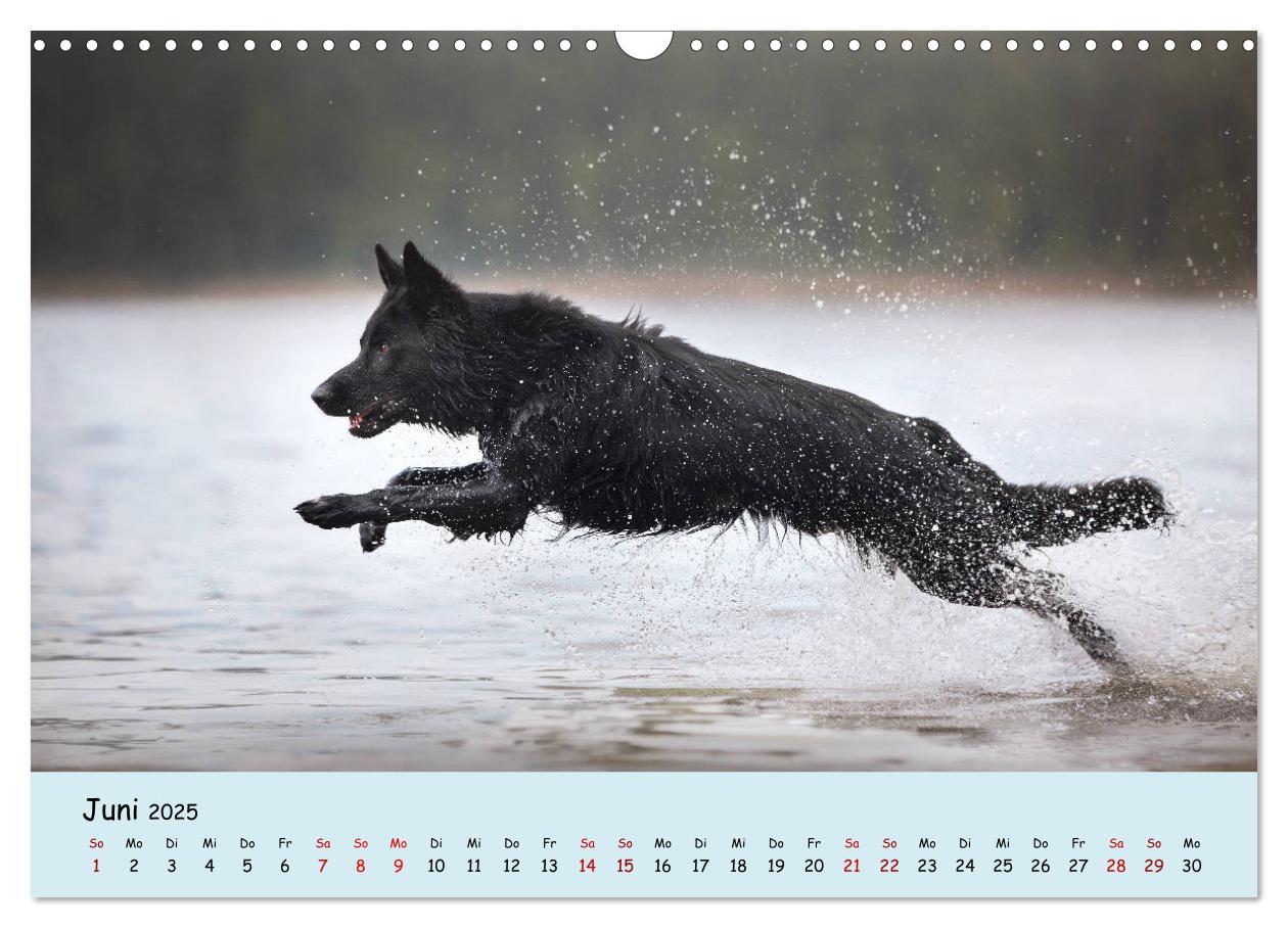 Bild: 9783435350988 | Schäferhunde und Ihre Vielfalt (Wandkalender 2025 DIN A3 quer),...