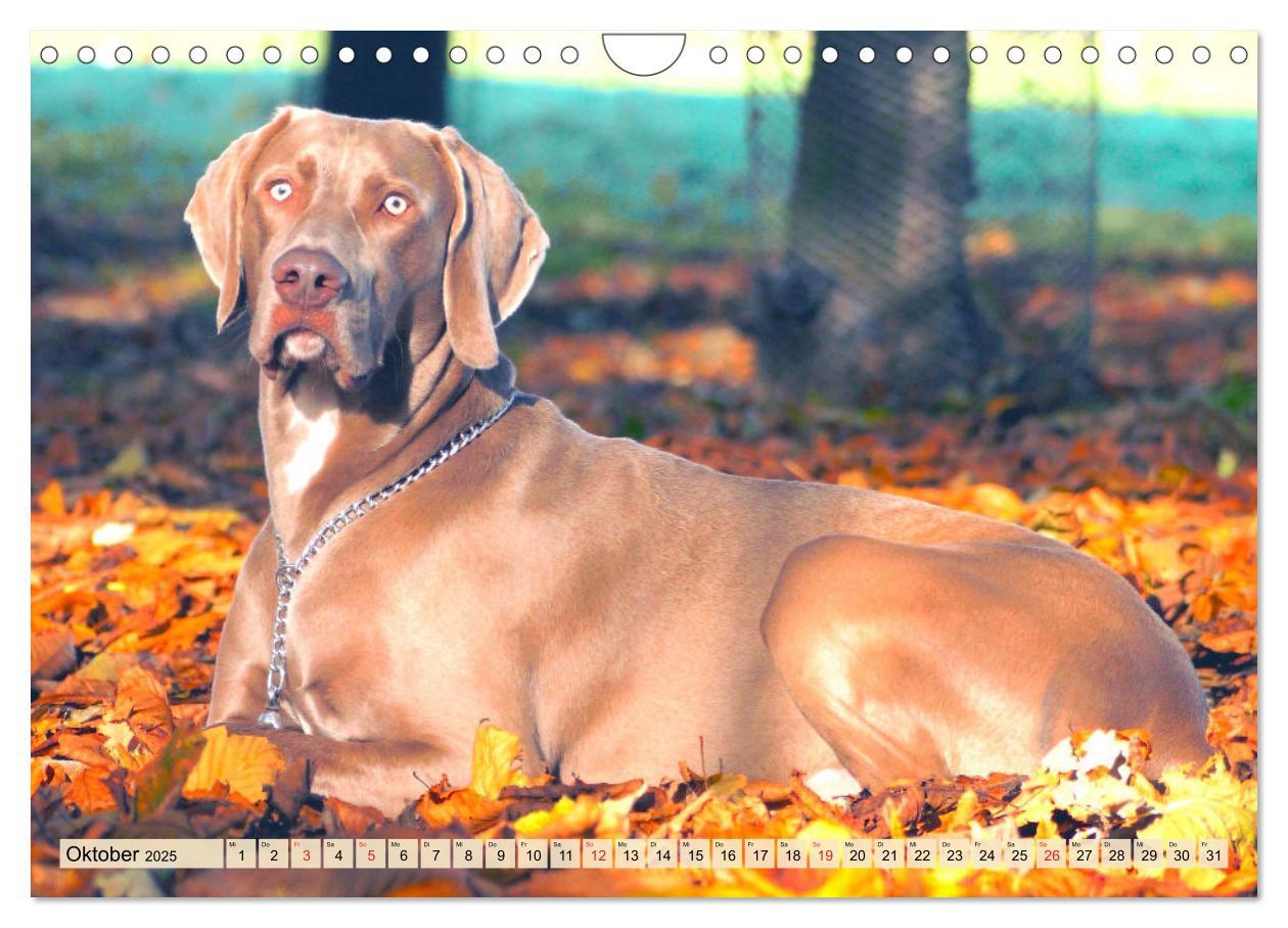 Bild: 9783435050611 | Weimaraner. Edel, elegant und klug (Wandkalender 2025 DIN A4 quer),...